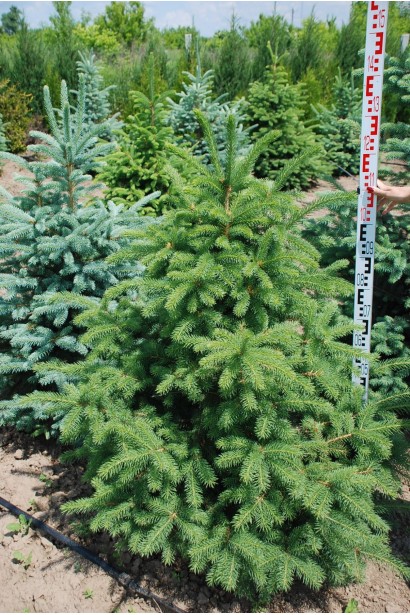 Ялина колюча зелена | Ель колючая зелёная | Picea pungens